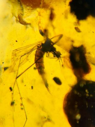 big Limoniidae mosquito fly Burmite Myanmar Amber insect fossil dinosaur age 3