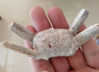 Rare Preciou Crab Fossil Specimen Madagascar Ac12