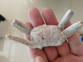 Rare preciou Crab Fossil specimen Madagascar Ac12 2