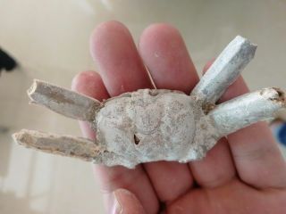 Rare preciou Crab Fossil specimen Madagascar Ac12 3