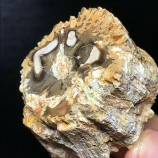 60g Rare Natural Petrified Wood Fossil Crystal Polished Slice Madagascar A9115