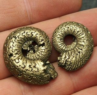 2x Quenstedtoceras 24 - 29mm Pyrite Ammonite Fossils Callovian Fossilien Russia