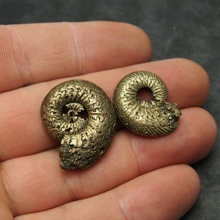 2x Quenstedtoceras 24 - 29mm Pyrite Ammonite Fossils Callovian Fossilien Russia 2