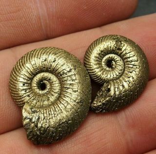 2x Quenstedtoceras 22 - 26mm Pyrite Ammonite Fossils Callovian Fossilien Russia