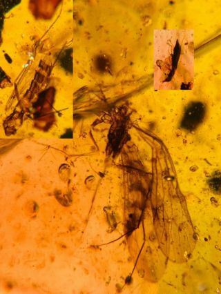 2 Scorpion Fly&beetle Burmite Myanmar Burmese Amber Insect Fossil Dinosaur Age