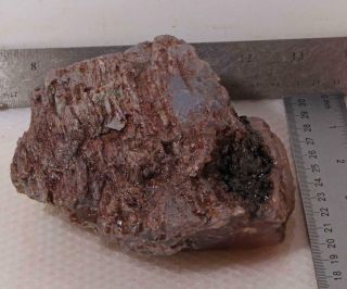 Oregon Fossil Limb Cast Specimen 2 lb 2 oz rough 2