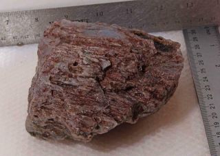 Oregon Fossil Limb Cast Specimen 2 lb 2 oz rough 3