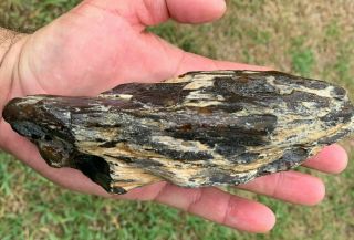 River Polished Full Agatized Texas Petrified Palm Wood Branch