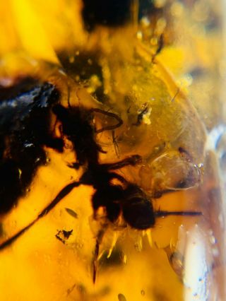 Ant&plant Residue Burmite Myanmar Burmese Burma Amber Insect Fossil Dinosaur Age