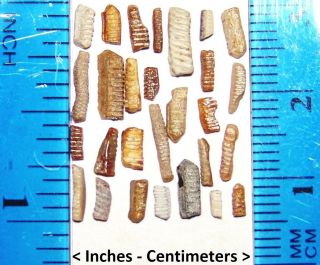 28 Micro Miocene Epoch Florida Fossilized Ray Teeth Fossil Tooth