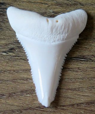 1.  721 " Lower Real Modern Great White Shark Tooth (teeth)