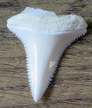 1.  176 " Lower Real Modern Great White Shark Tooth (teeth)