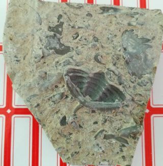 Drepanura Trilobite Fossil,  Cambrian,  Laiwu City,  Shandong,  China Af04