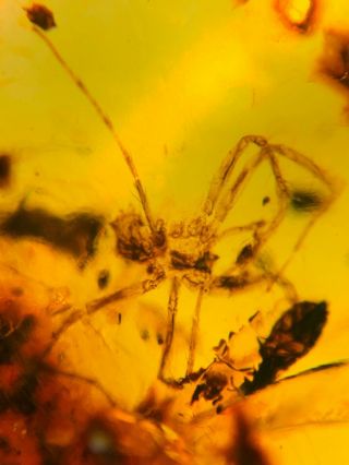 Big Spider&unknown Bug Burmite Myanmar Burma Amber Insect Fossil Dinosaur Age