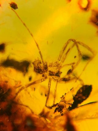 big spider&unknown bug Burmite Myanmar Burma Amber insect fossil dinosaur age 2