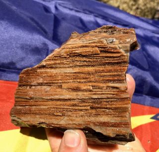 Reilly’s Rocks: Arizona Rainbow Petrified Wood W/druzy Chalcedony
