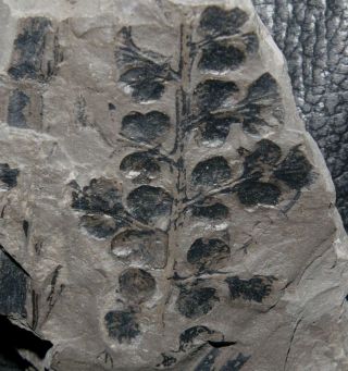 Eusphenopteris - 310 Million Years Ago Carboniferous Fern
