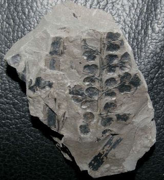 Eusphenopteris - 310 million years ago Carboniferous fern 2