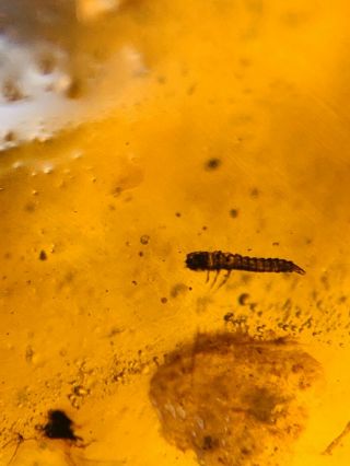 Unknown Beetle&larva Burmite Myanmar Burmese Amber Insect Fossil Dinosaur Age