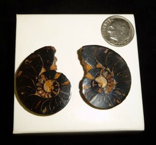 Ammonite Fossil Pairs 16 Grams