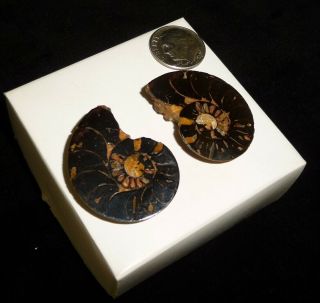 Ammonite Fossil Pairs 16 grams 2