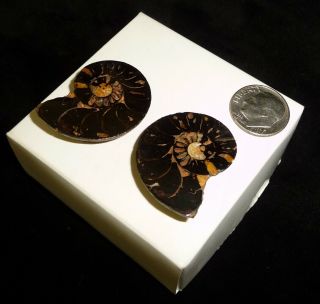 Ammonite Fossil Pairs 16 grams 3