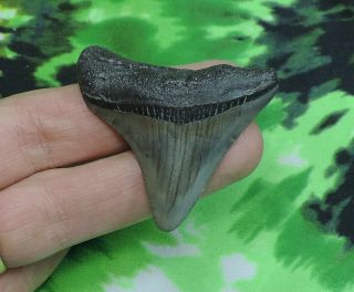 Megalodon Sharks Tooth 1 3/4  Inch No Restorations Fossil Sharks Teeth Tooth