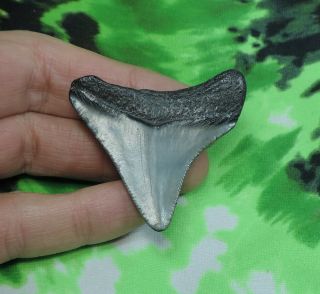 Megalodon Sharks Tooth 1 3/4  inch NO RESTORATIONS fossil sharks teeth tooth 2