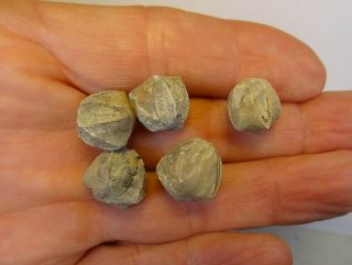 Blastoids - Mississippian Period - Five Pentremites Godoni - 5pg2