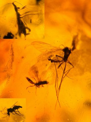 Stinkbug&2 Unknown Fly Burmite Myanmar Burmese Amber Insect Fossil Dinosaur Age