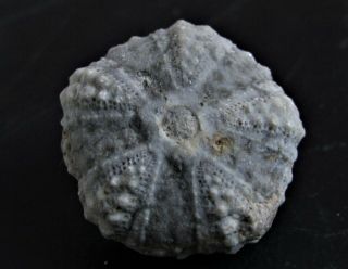 - Top - Urchin Fossil.  Coelopleurus Coronalis.  Eocen Nºsh8