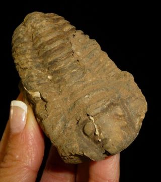 Calymene Trilobite Fossil Specimen 110 Grams