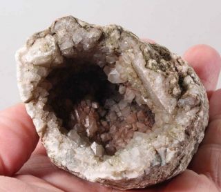 Oregon Fossil Limb Cast Specimen W/ Crystal Core 8.  4 Oz Rough