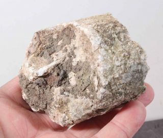 Oregon Fossil Limb Cast Specimen w/ Crystal core 8.  4 oz rough 2