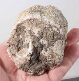 Oregon Fossil Limb Cast Specimen w/ Crystal core 8.  4 oz rough 3