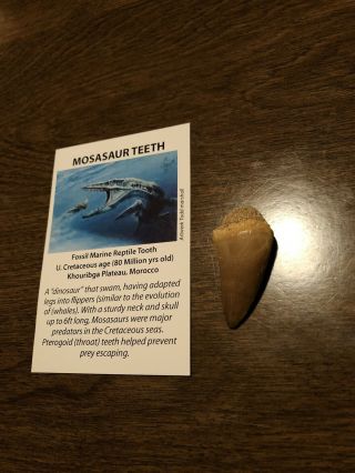 1 - 1 1/2 Inch Mosasaur Tooth Fossil W/ And Meteorite