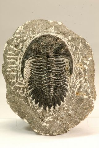 Nicely Preserved 2.  39 Inch Hollardops merocristata Middle Devonian - Morocco 2
