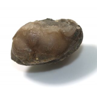 Trilobite,  Nileus Armadillo,  Ordovician,  Haellekies,  Sweden - Eb7533