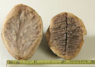 Fern Fossil In Concretion Nodule Mazon Creek Illionis Two Specimens