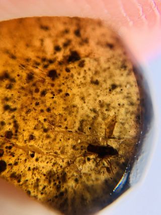 Unknown Fly Bug In Sands Burmite Myanmar Burma Amber Insect Fossil Dinosaur Age