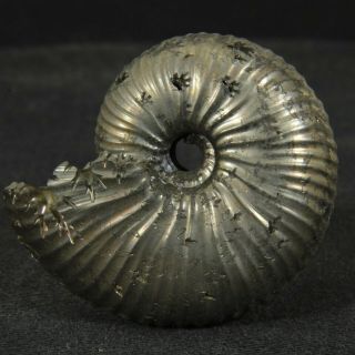 1.  3in/3.  4cm Incredible Shine Pyrite Ammonite Funiferites Jurassic Russian Fossil