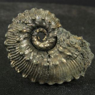 1.  3in/3.  4cm Shine Pyrite Ammonite Kosmoceras Jurassic Callovian Russia