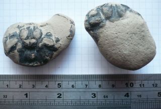 2 X Fossil Crabs,  Xanthilites Bowerbanki,  Eocene London Clay,  Isle Of Sheppey