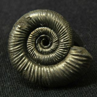 0.  8in/2.  1cm Incredible Shine Pyrite Ammonite Binatisphinctes Jurassic Russia
