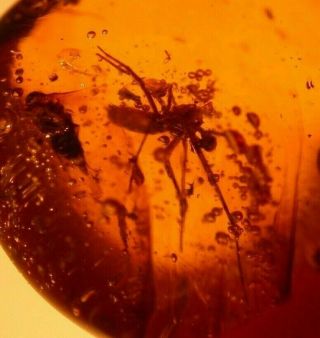 Cretaceous Spider With Long Legs,  Beetle In Burmite Amber Fossil Dinosaur Age