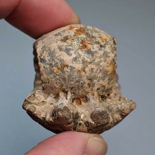 3,  8 cm (1,  5 in) Ammonite Erymnoceras jurassic pyrite Russia fossil 2
