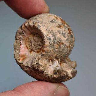 3,  8 cm (1,  5 in) Ammonite Erymnoceras jurassic pyrite Russia fossil 3