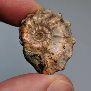 2,  8 Cm (1,  1 In) Ammonite Kosmoceras Pyrite Jurassic Russia Fossil Ammonit