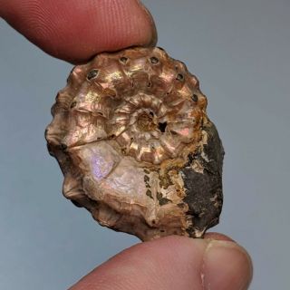 2,  8 cm (1,  1 in) Ammonite Kosmoceras pyrite jurassic Russia fossil ammonit 2