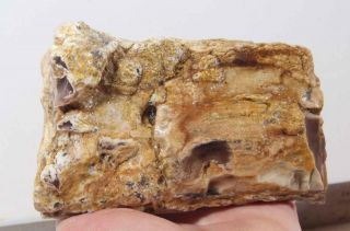 Texas Springs Fossil Wood Limb Cast Lapidary 1 Lb 4 Oz Rough